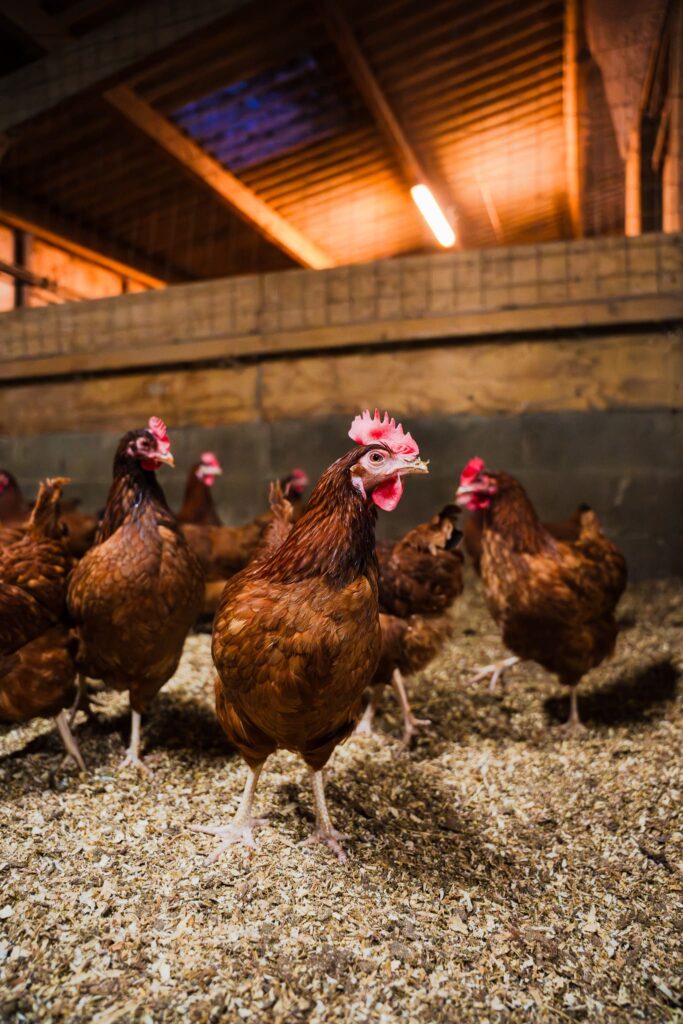 Volailles de la Ferme de la Maisonneuve, à Guérande