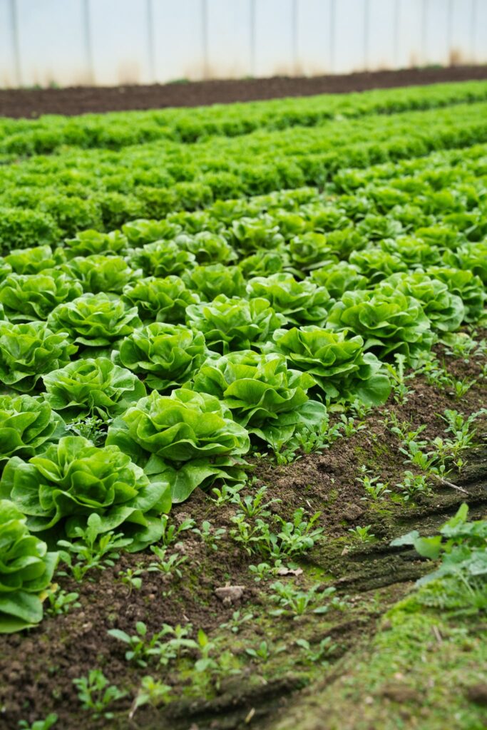 Salades du Potager de Lili, à Guérande et Herbignac