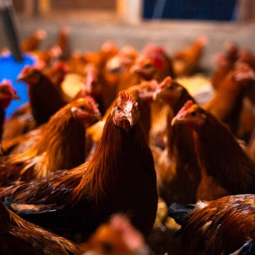 Volailles de la Ferme de la Maisonneuve, à Guérande