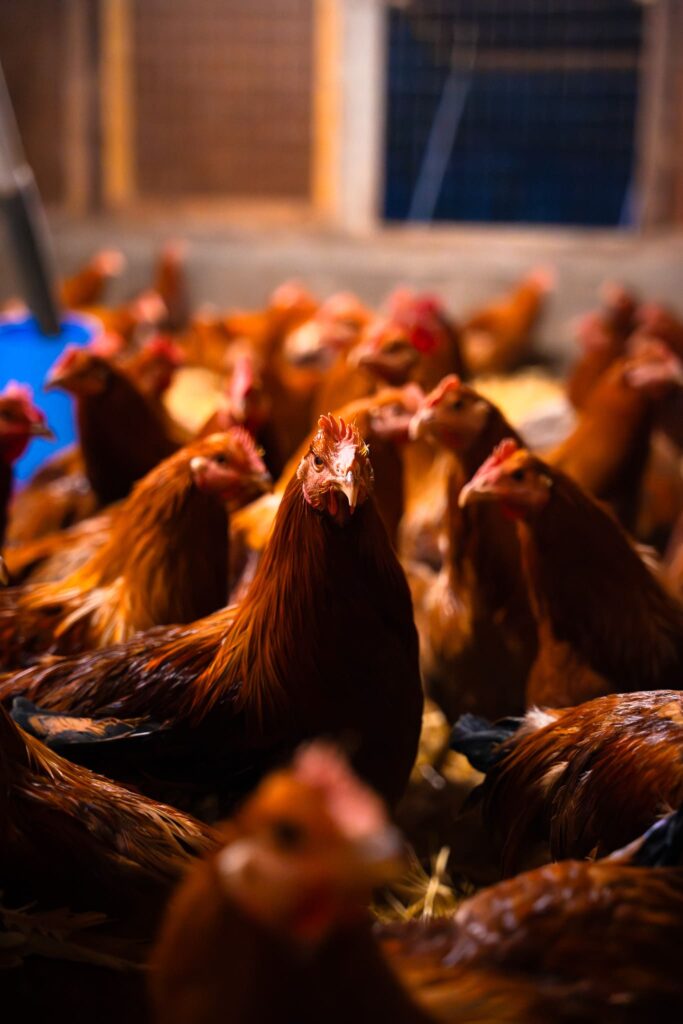 Volailles de la Ferme de la Maisonneuve, à Guérande