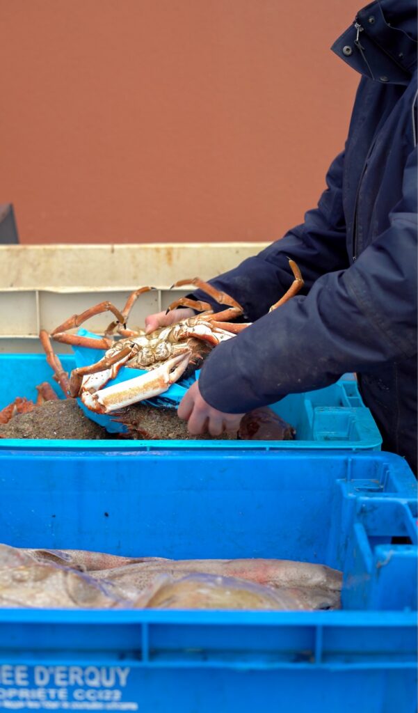 Une araignée de mer à la criée de La Pêche Dinardaise, à Dinard