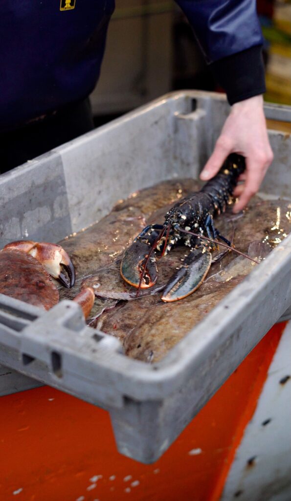 Un homard fraîchement pêché par Maelan, de La Pêche Dinardaise à Dinard