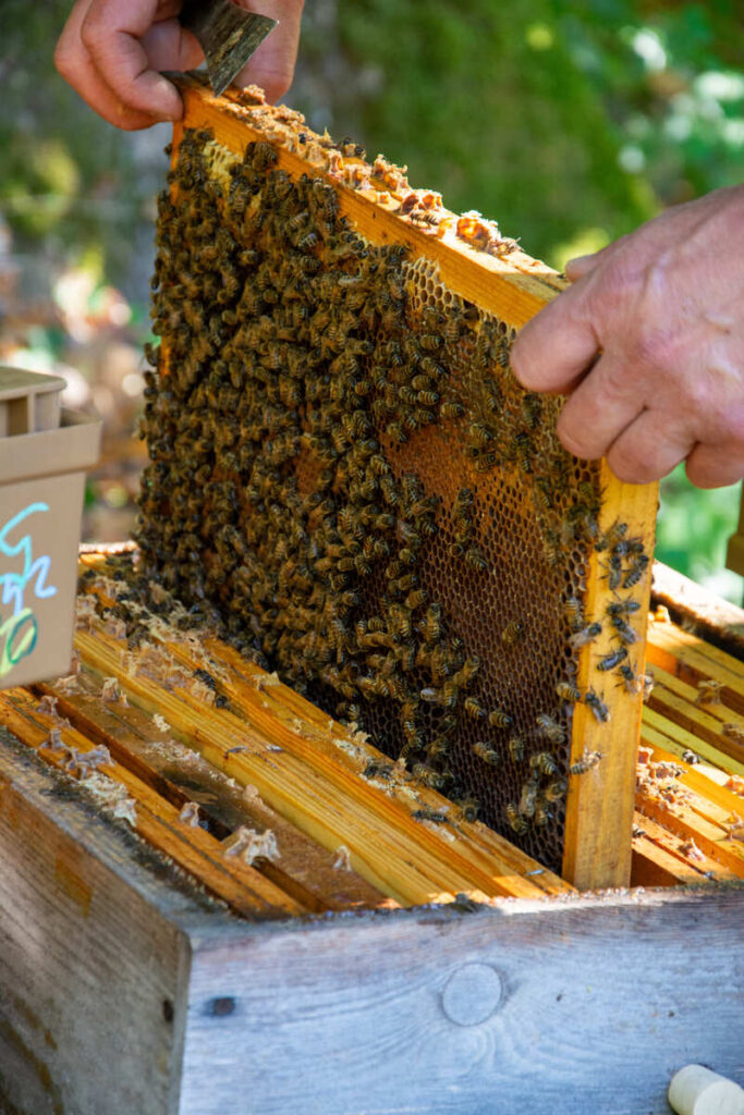 Une apiculture biologique et respectueuse des abeilles aux Ruchers de la Courcelle