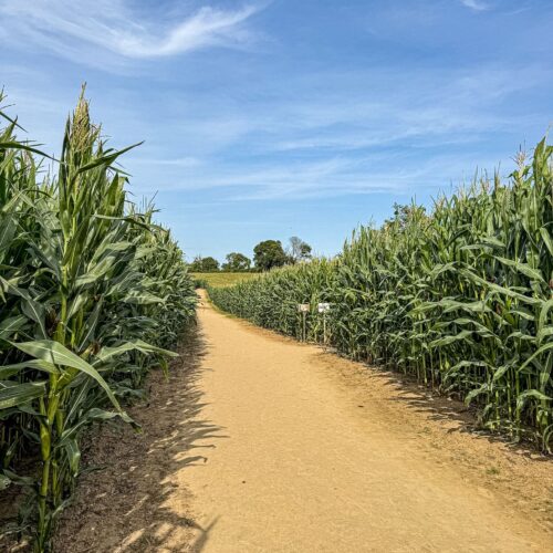 Le labyrinthe à Honfleur