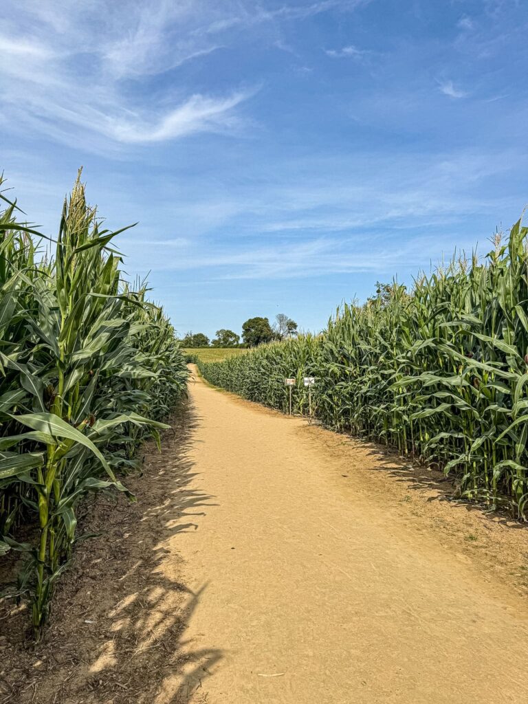Le labyrinthe à Honfleur