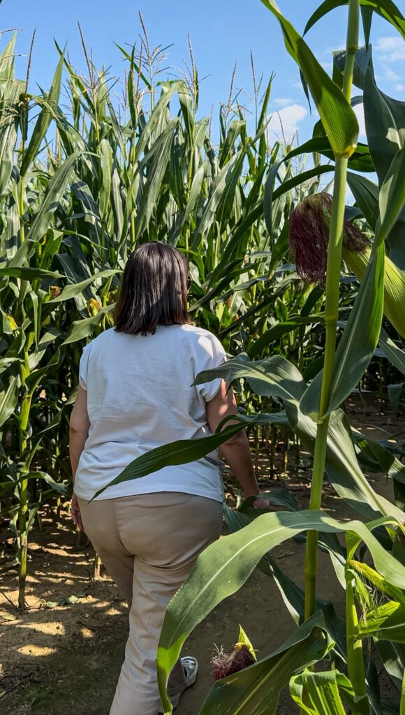 Le labyrinthe à Honfleur