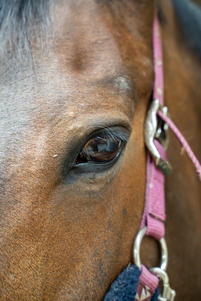 Les Ecuries de la Malle comptent 90 chevaux et poneys