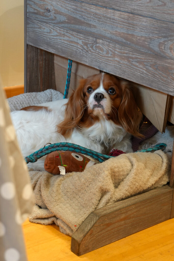 Un chien de chez l'épicerie Aux Rendez-vous des Gourmets au Havre