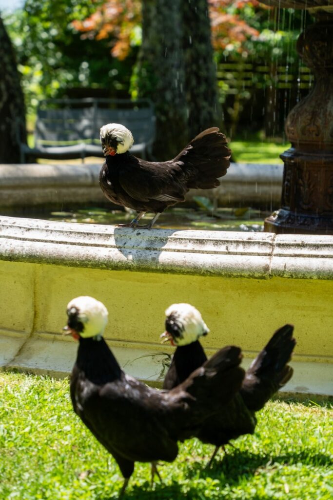 Les poules iconiques de La Maison Durieux vue de l'extérieur, chambres d'hôtes luxueuses situées à moins de 10 minutes de Limoges