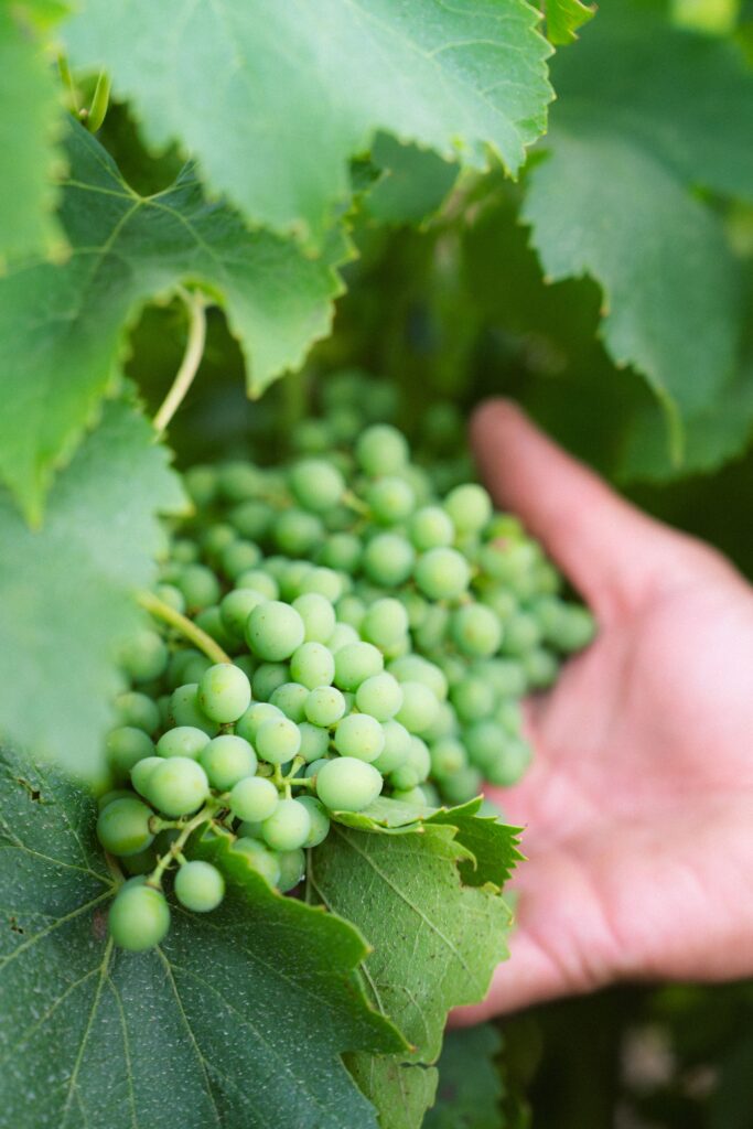 Les vignes du Domaine Ricardelle de Lautrec à Coursan