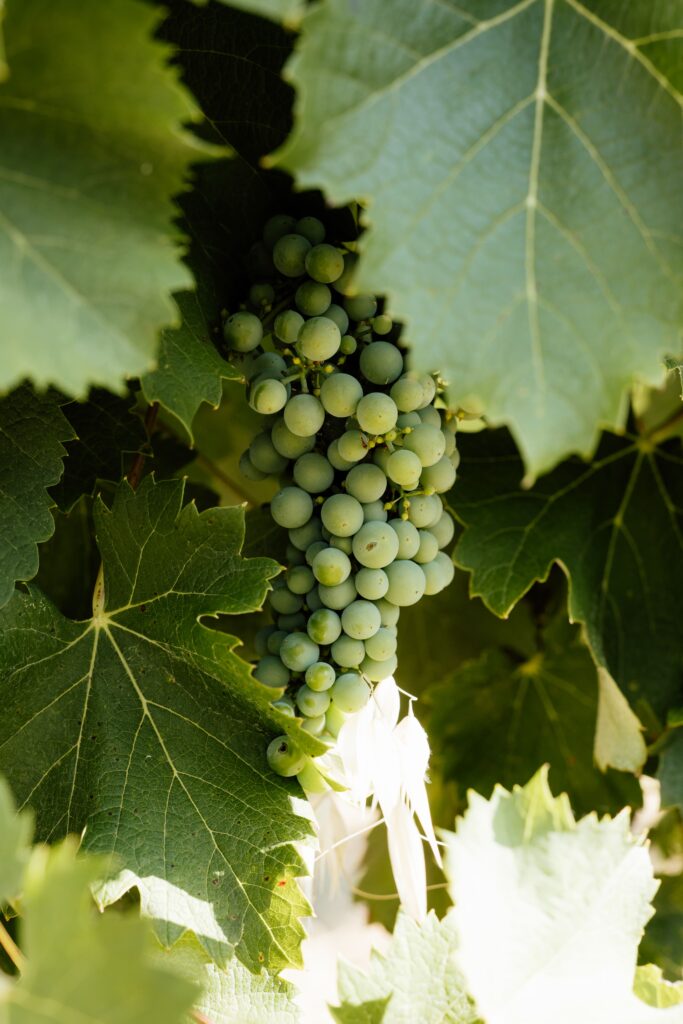 Les raisins du domaine