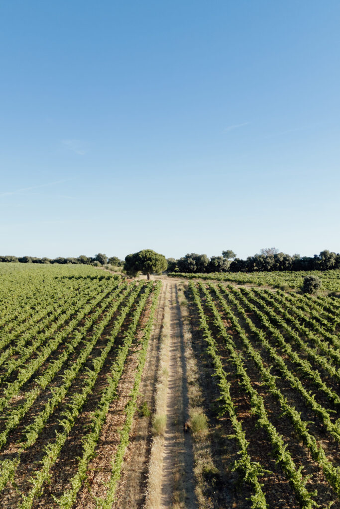 Les parcelles du Domaine