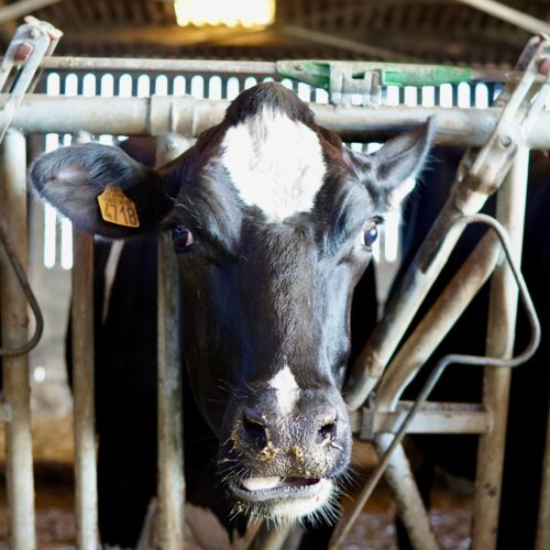 Une vache de de la ferme Gwel Ar Mor à Saint-Pabu
