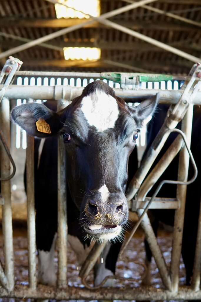 Une vache de de la ferme Gwel Ar Mor à Saint-Pabu