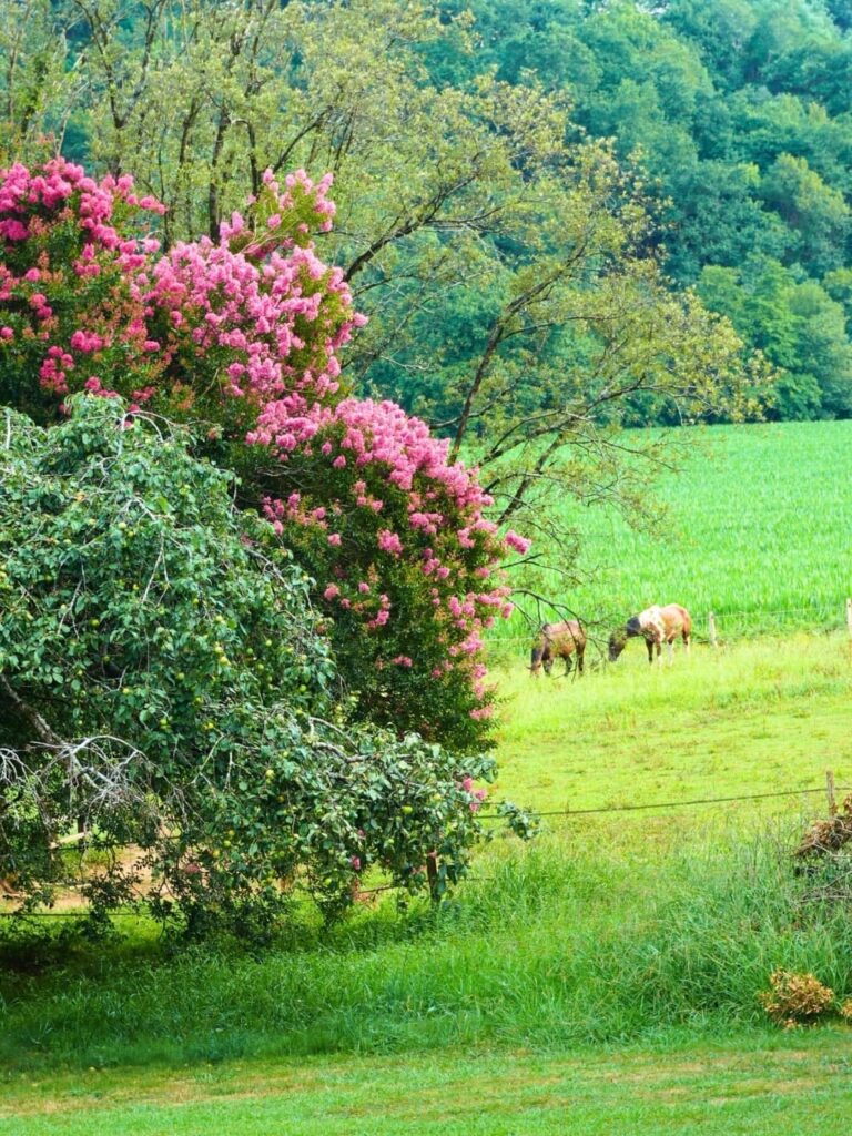 nature maison olhabidea sare