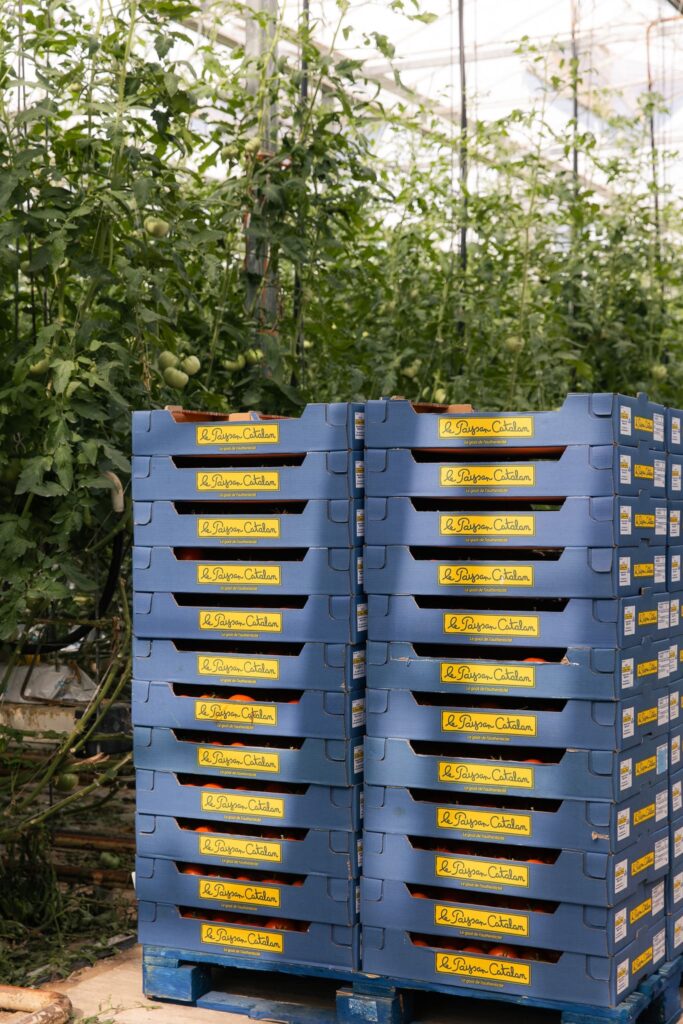 Tomates du Paysan Catalan à Alénya